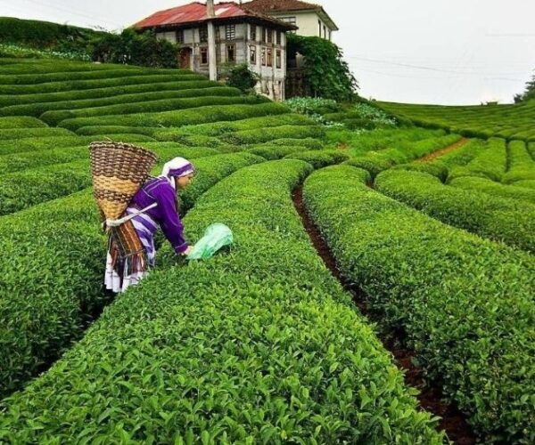 Karadeniz Yaylaları Turu